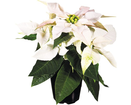 Mini Poinsettia FloraSelf Euphorbia pulcherrima 'Princettia' H 12-15 cm Ø 6 cm Pot wit