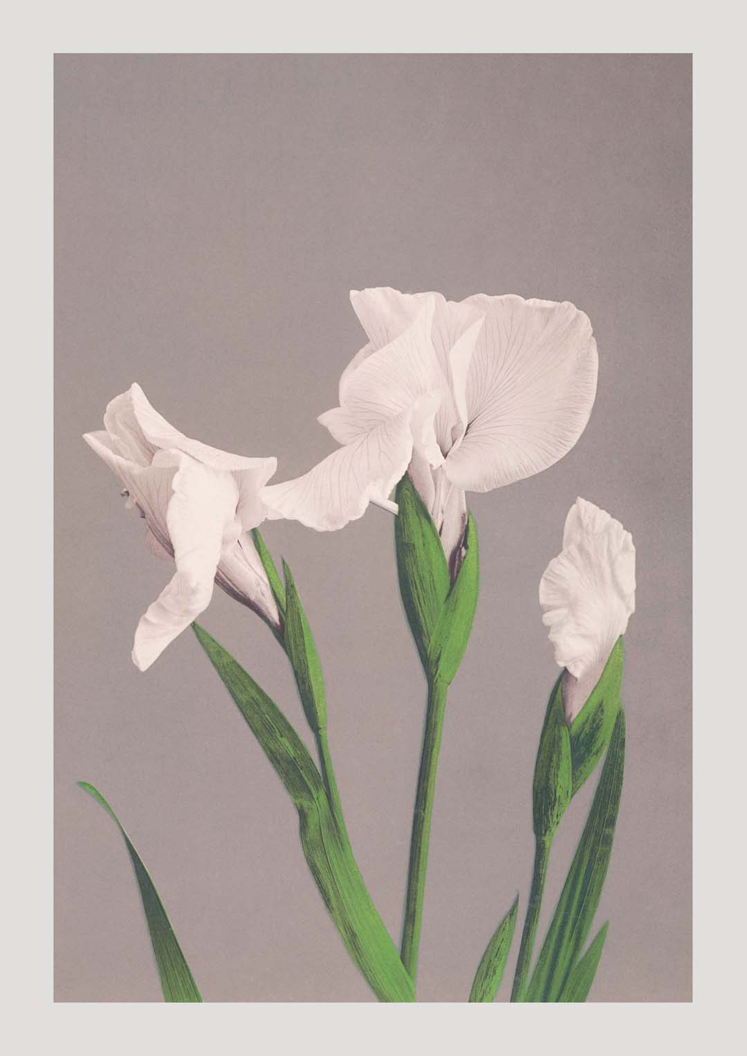 Weiße Iris von Ogawa Kazumasa