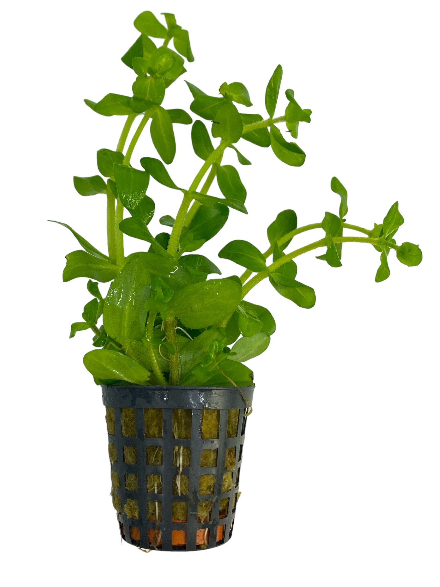 Bacopa Amplexicaulis aquariumplant in 5 cm pot