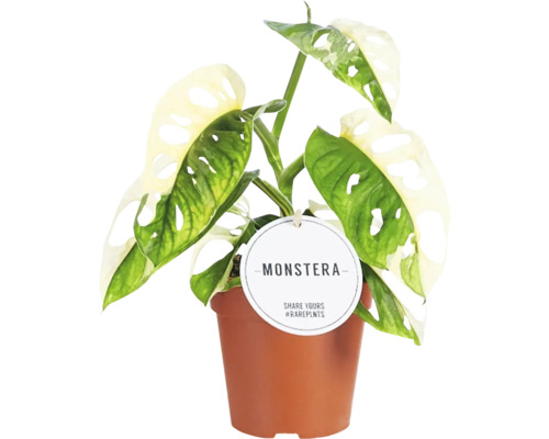 FloraSelf Monstera adansonii 'Variegata' Ø 12 cm pot