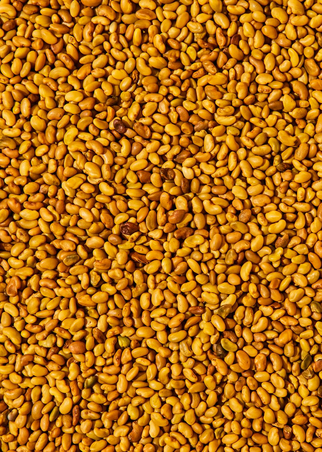 Bio Alfalfa Samen 1 kg
