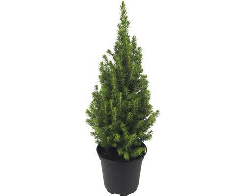 Suikerbroodspar H 25-35 cm Ø 13 cm pot Mini kerstboom geschikt om te planten