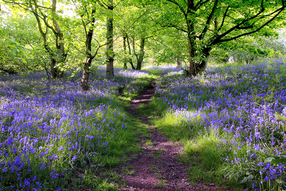 Akustikbild WALD LAVENDEL 1 80x120cm, 7kg