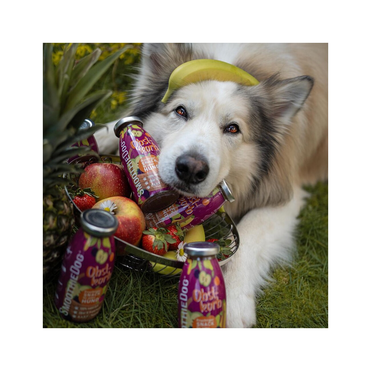 SmoothieDog Gemüsebeet 4x 250 ml + Obstkorb 4x 250 ml