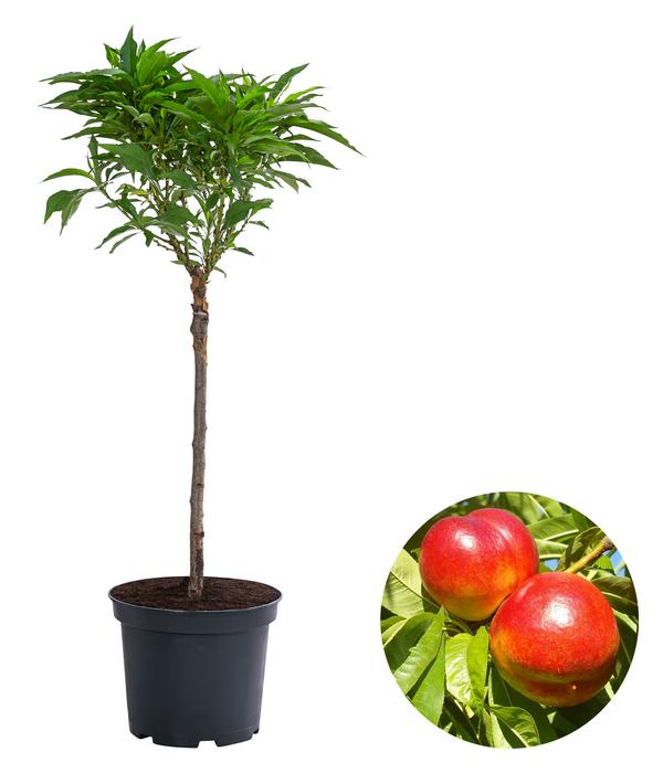 Zwergnektarine 'Rubis Necta Zee'