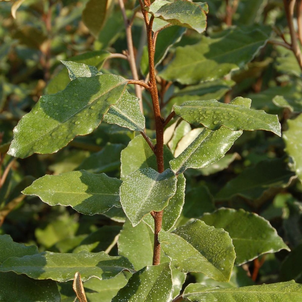 Elaeagnus x ebbingei/elaeagnus x ebbingei[-]pot de 7,5l - 80/100 cm