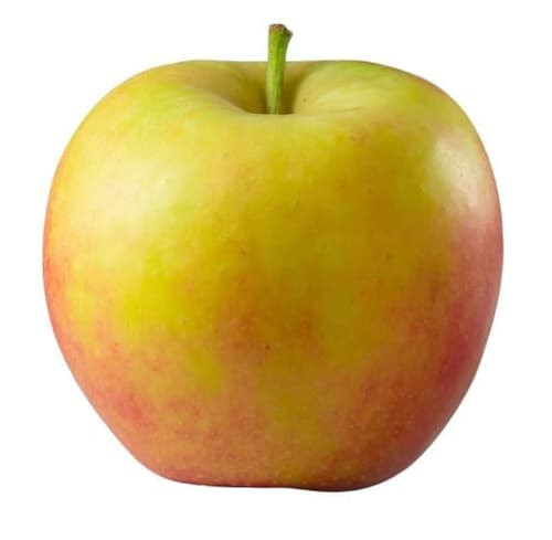 BIO Apfel Elstar, 1 Stk.