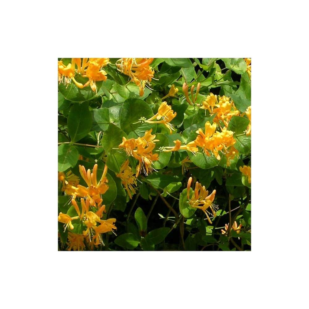 Chèvrefeuille de brown x brownii mandarin®/lonicera x brownii mandarin®[-]godet - 5/10 cm