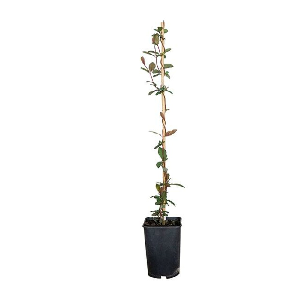 Chèvrefeuille du japon chinensis - lonicera chinensis 3l