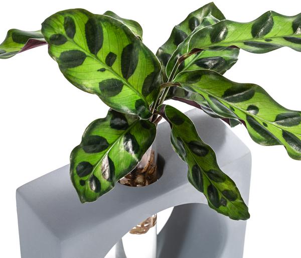 Waterplant Korbmarante Manilla im Reagenzglas