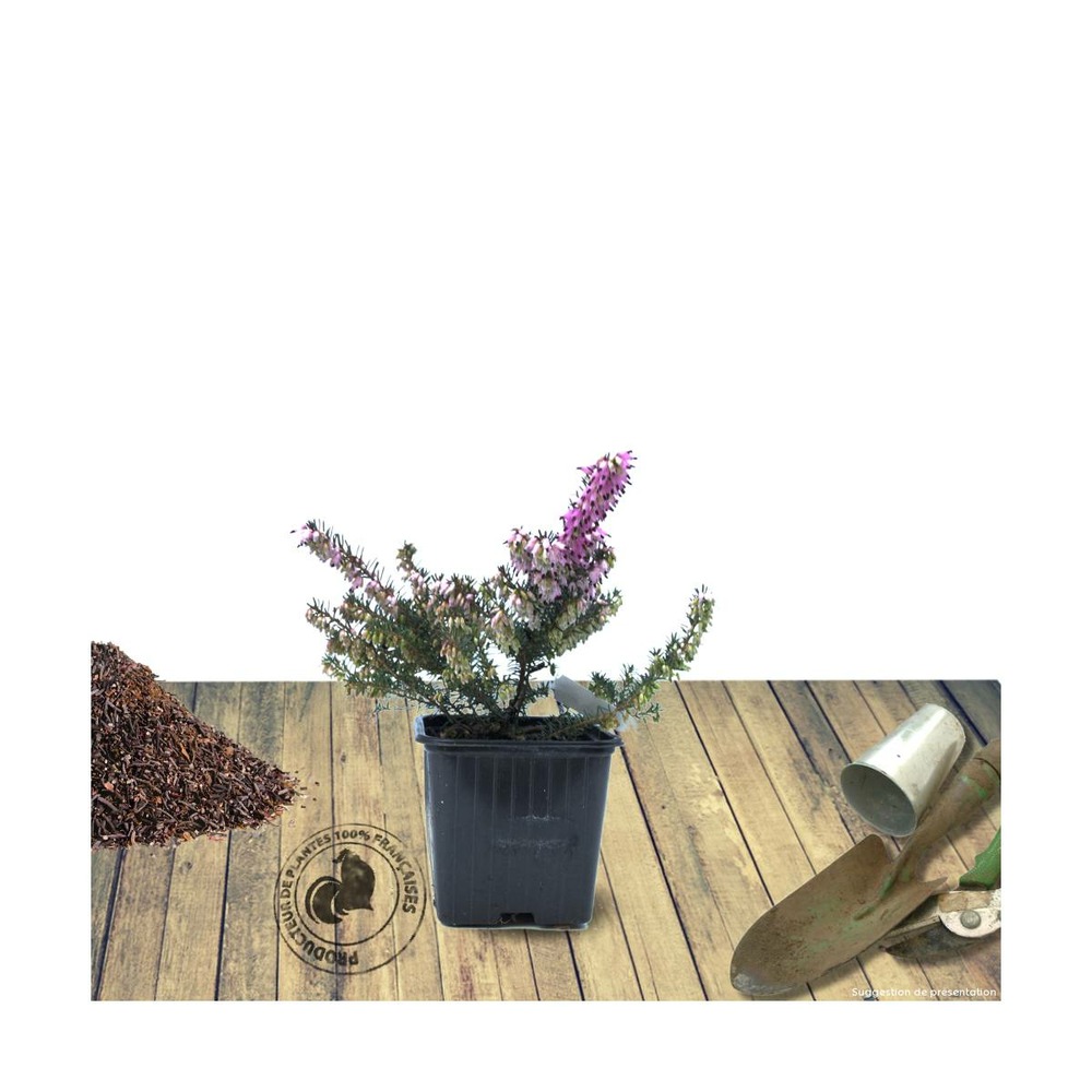 Bruyère d'été winter chocolate/calluna vulgaris 'winter chocolate'[-]godet - 5/20 cm
