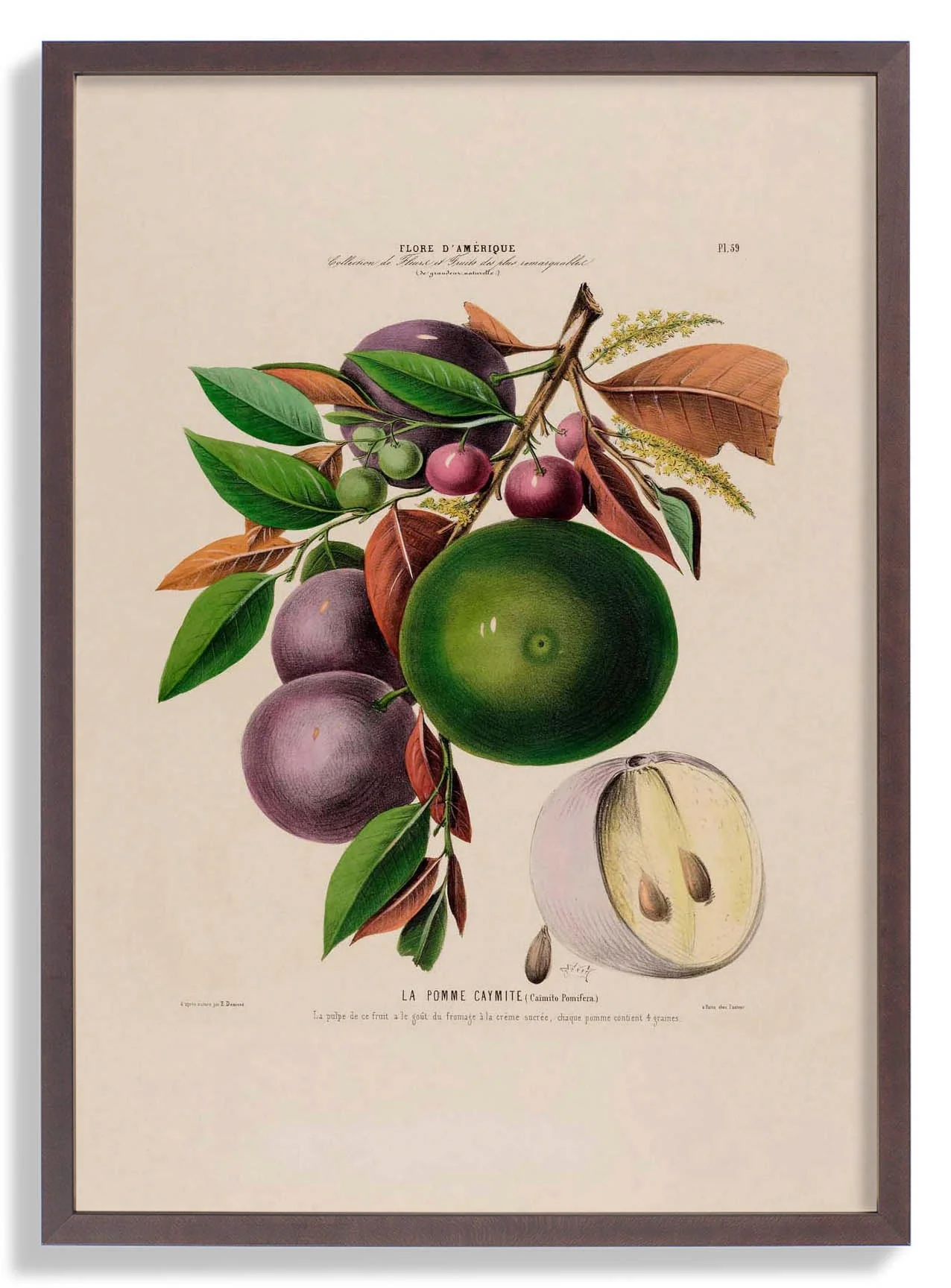 La Pomme Caymite