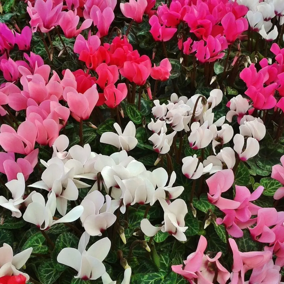 Perzisch cyclaam - Set van 6 - Cyclamen persicum - Hoogte 10-20cm - ⌀9cm