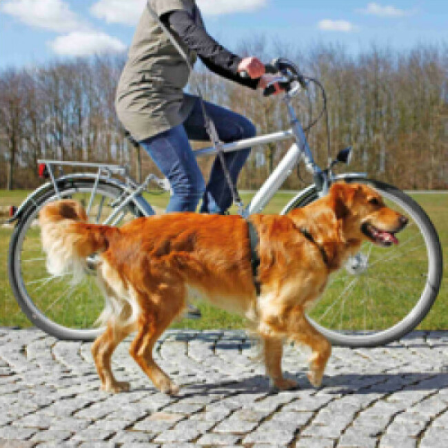 Laisse speciale vélo et jogging pour chien