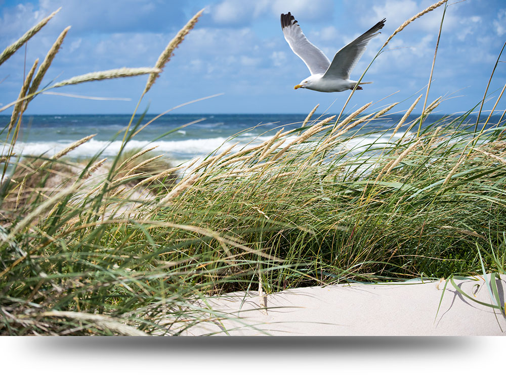 Canvas schilderijen Duinen, strand en zee Zeemeeuw - 120 x 80 cm