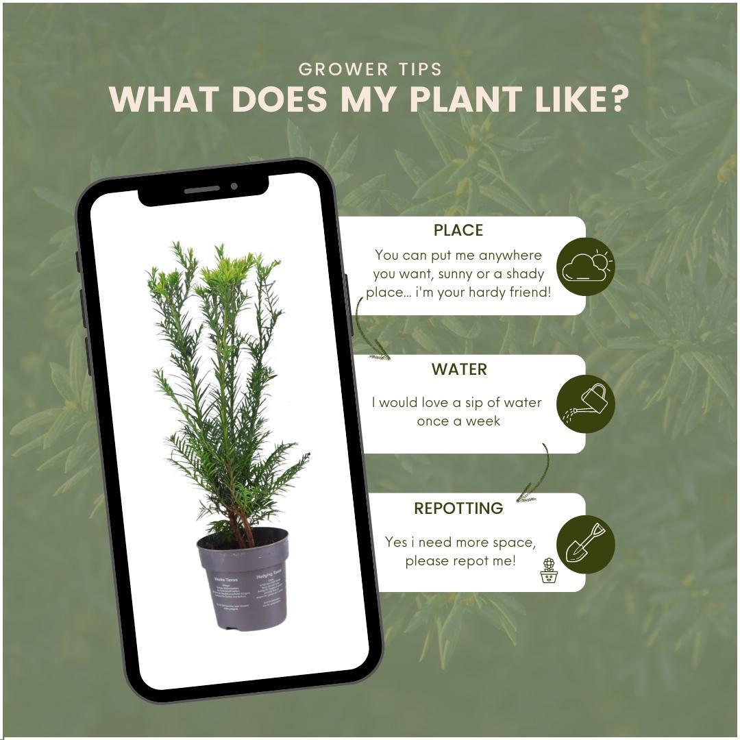 Taxus media groenland - lot de 6