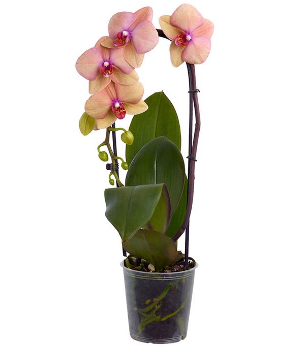 Schmetterlingsorchidee - Phalaenopsis