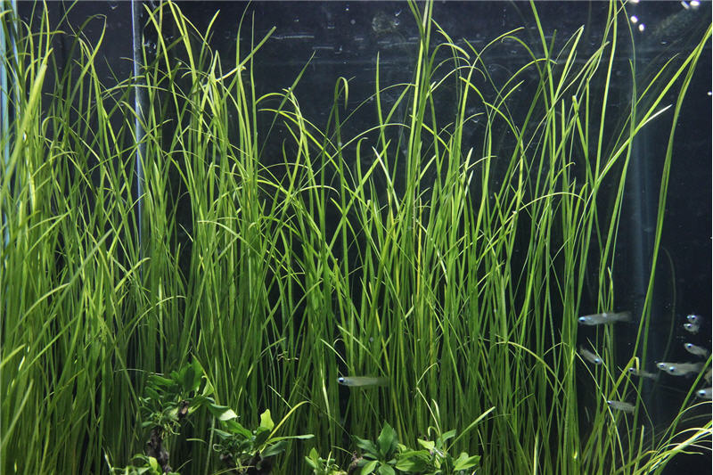 Waterplant Vallisneria Nana | Aquariumplant