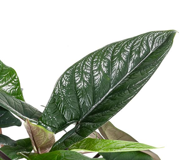 Elefantenohr - Alocasia scalprum