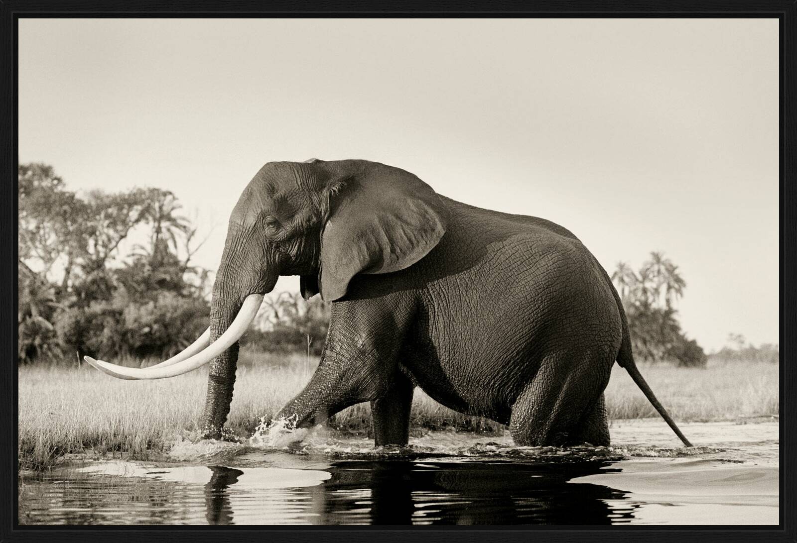 Big Tusker Elephant Bull by Horst Klemm - Limited Edition. Edition of: 150. Signed.