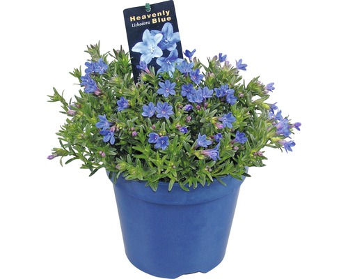 Steenzaad FloraSelf Lithodora diffusa 'Heavenly Blue' Co 1.5 L