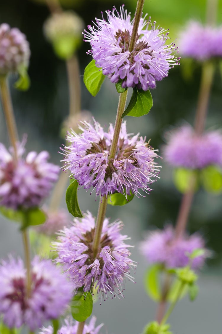 Dwergwatermunt (Mentha pulegium) D 9 H 20 cm