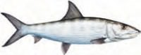 Sticker Bonefish Bonefish environ 4 cm* 2 cm