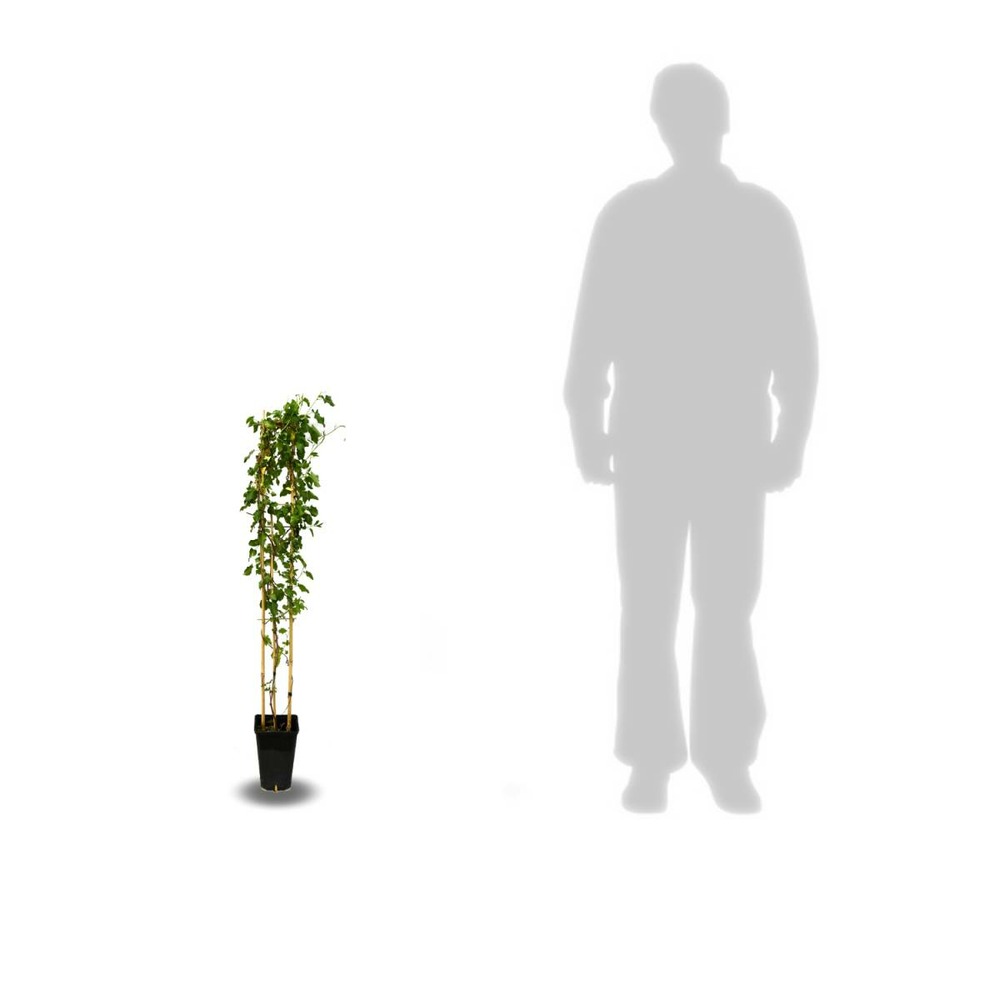 Renouée aubertii/polygonum aubertii[-]pot de 3l - echelle bambou 60/120 cm