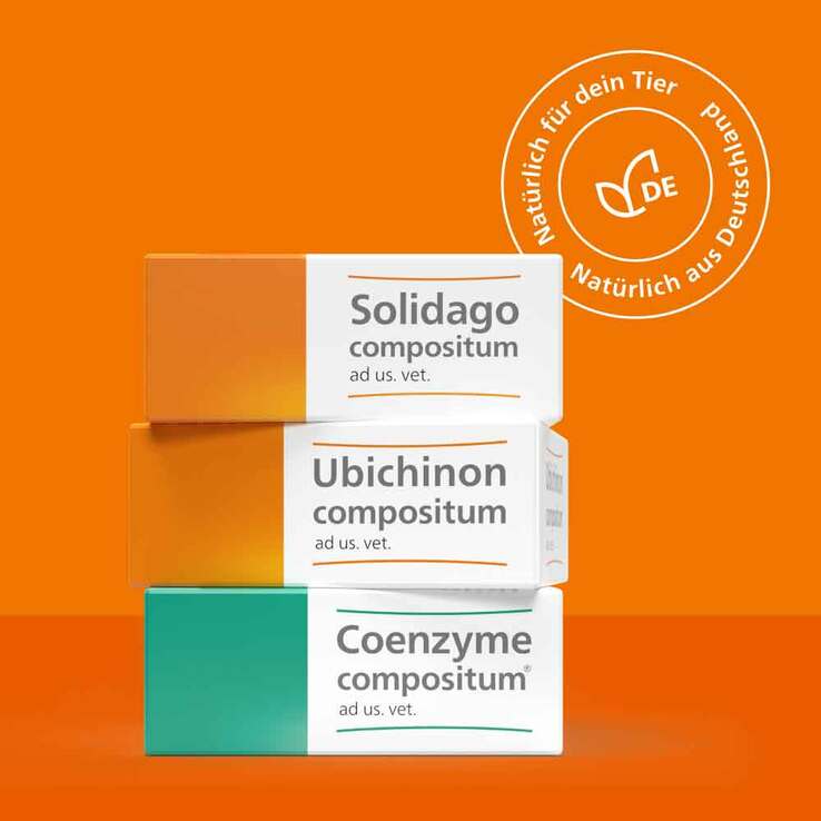 Coenzyme compositum® ad us. vet. Ampullen (2,2 ml), 10 St
