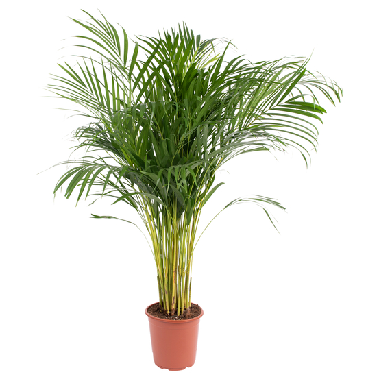 Palmier, Areca Dypsis - pot D.21 cm