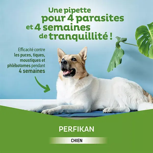 Clement Thekan Perfikan Tratamento contra pulgas e carrapatos para cães de 10 a 20 kg, 4 pipetas