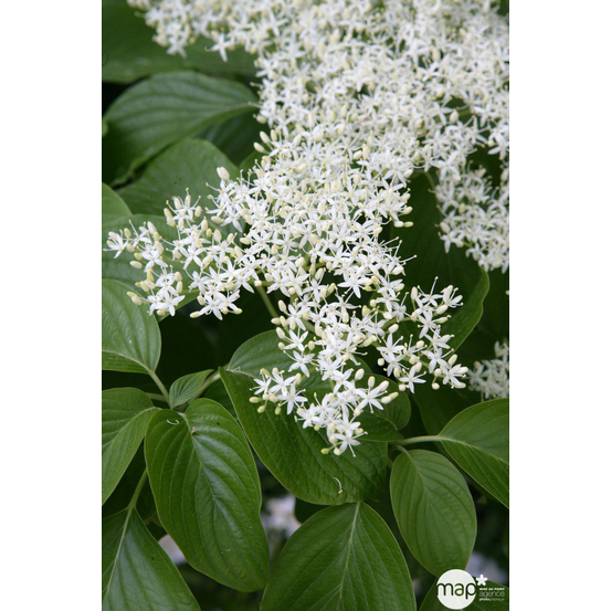 Cornus controversa ' Variegata ' : conteneur 5 litres