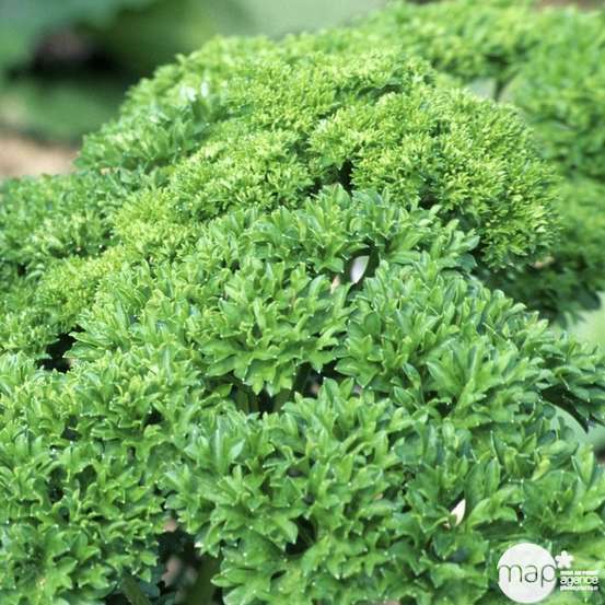 Plant de persil frisé : pot de 1 litre
