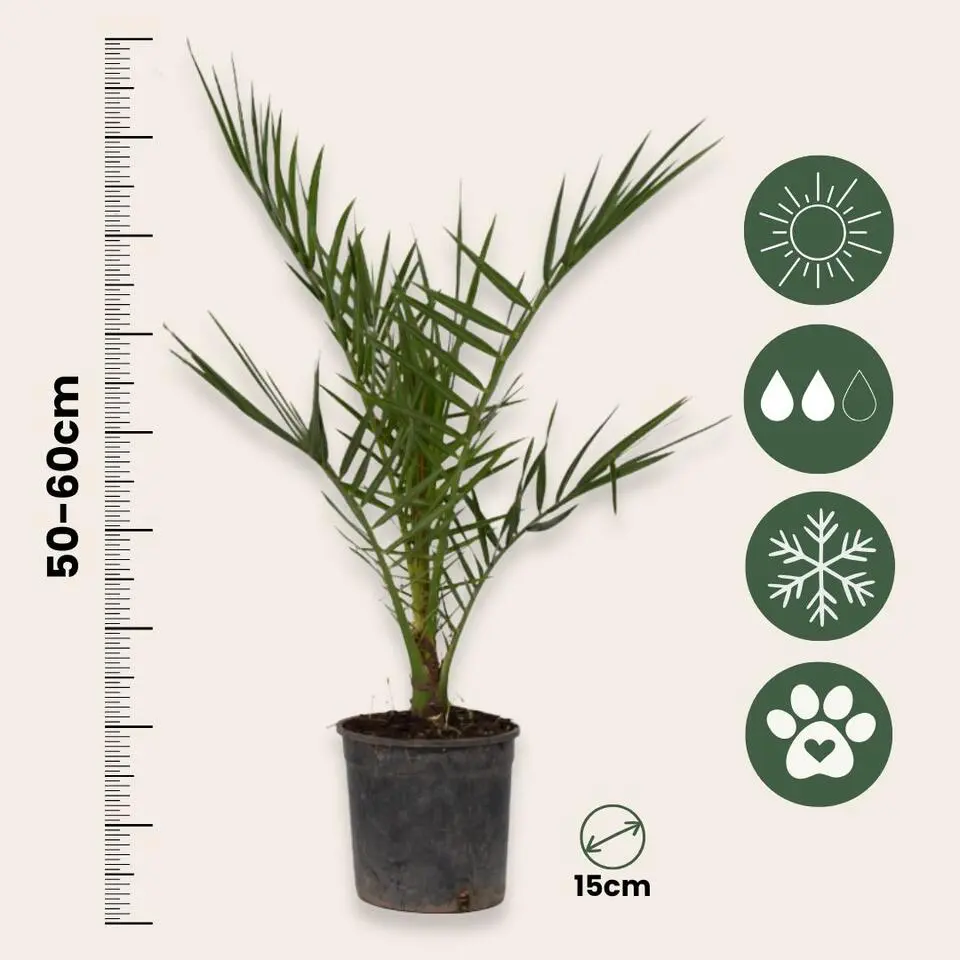 Canarische Dadelpalm - Phoenix canariensis - Hoogte 50-60cm - ⌀15cm
