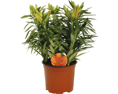 Aziatische Lelie FloraSelf Lilium asiatic Ø 19 cm pot