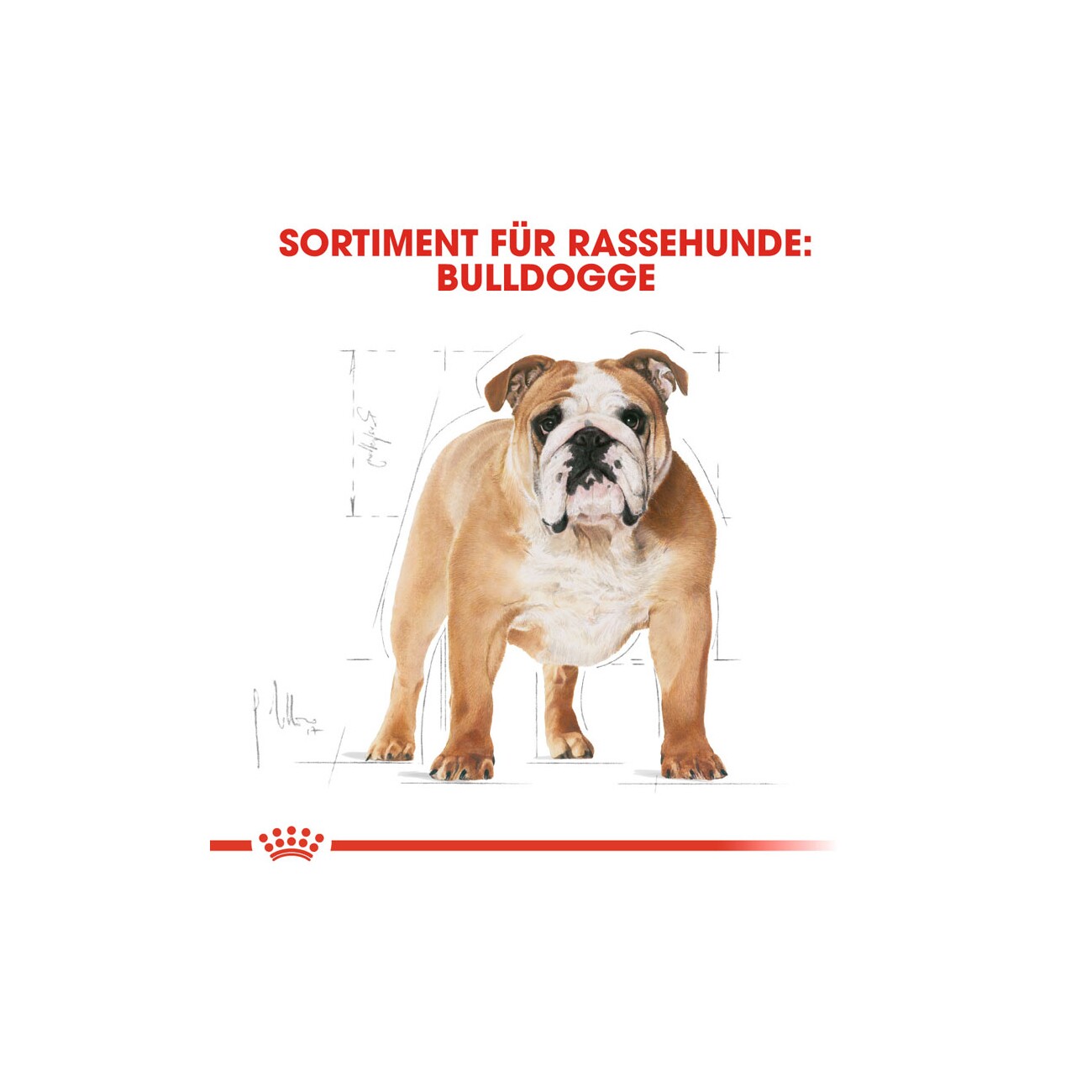 ROYAL CANIN Bulldog Adult 12 kg