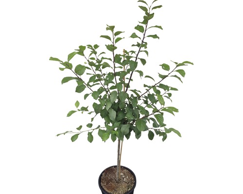 Biologische dwergpruim Reine Claude FloraSelf Biologisch Prunus domestica 'Golden Crimson' Stamhoogte 40 cm Totale hoogte ca. 60-80 cm Co 7,5 L zelfbestuivend