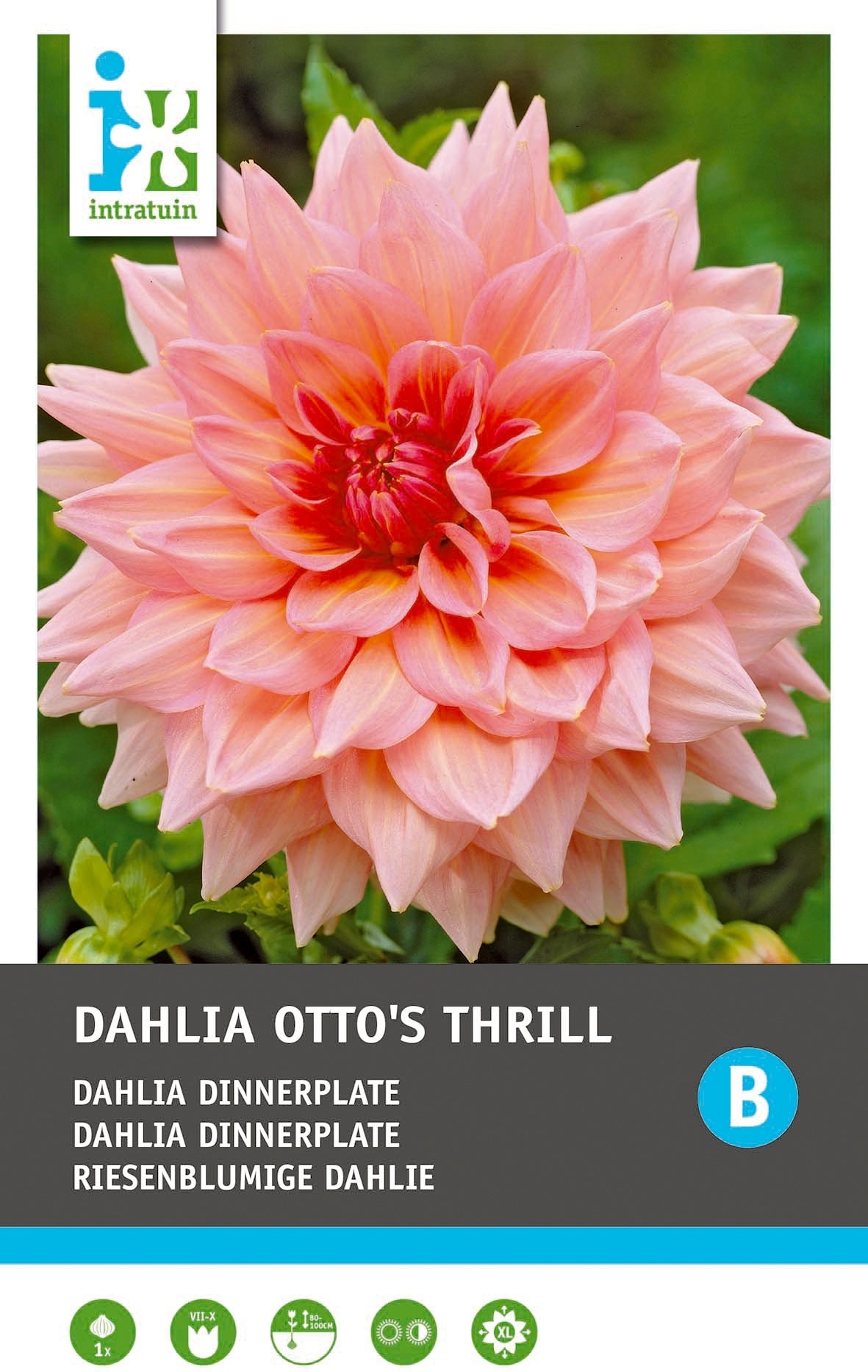 Intratuin Dahlia knol (Dahlia 'Otto's Thrill')