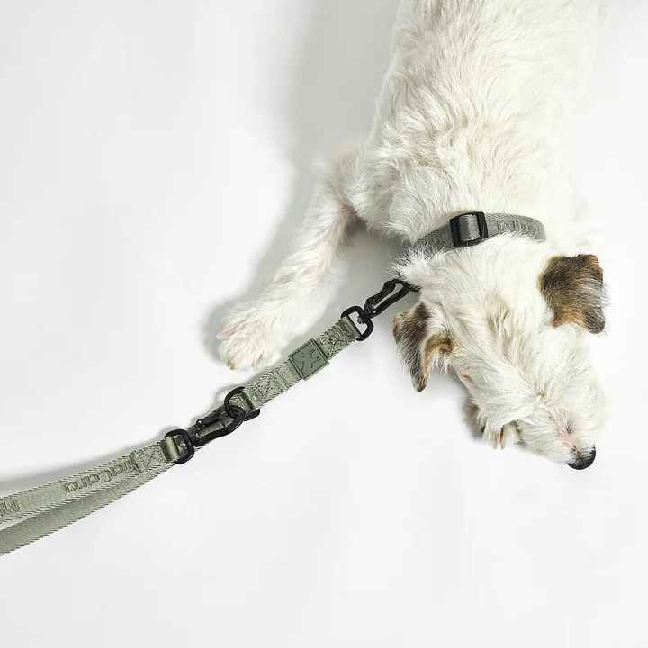 MiaCara - Modena Hundehalsband M / ML, greige