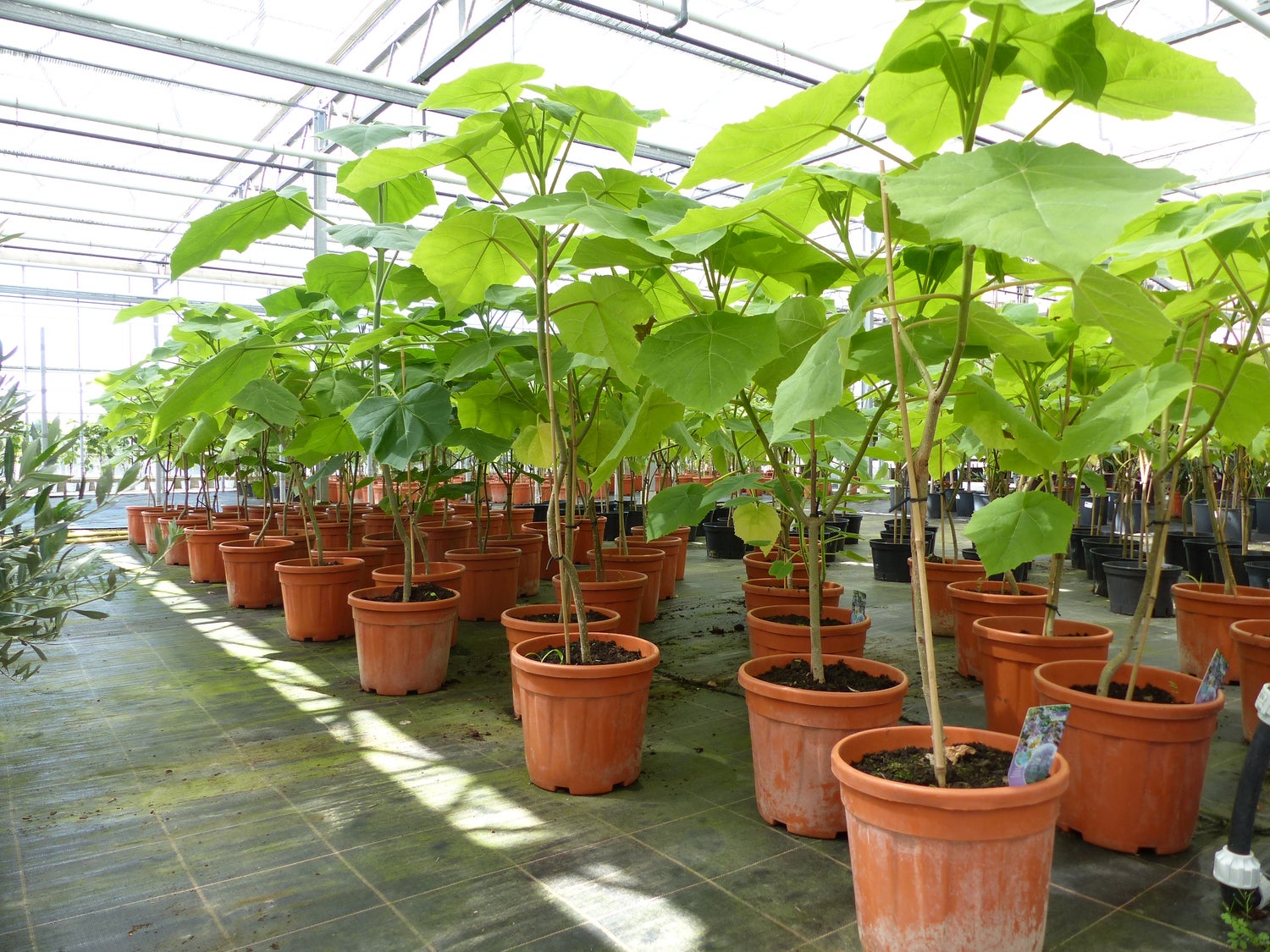 Blauwe klokjesboom Kiriboom 110 - 120 cm Paulownia tomentosa Keizersboom