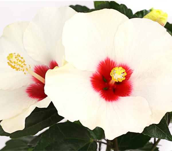 Zimmerhibiskus - Hibiscus rosa-sinensis