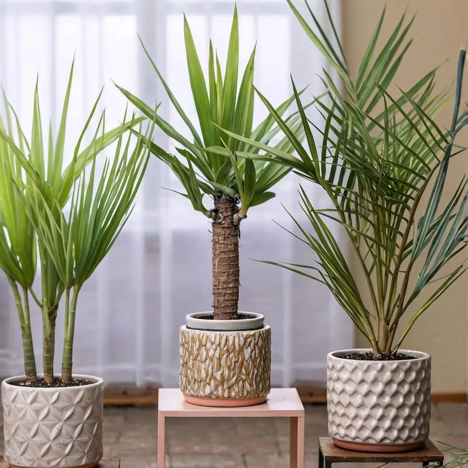 Kamerpalmen met plantenvoeding - Set van 3 - Hoogte 50-70cm - ⌀14cm