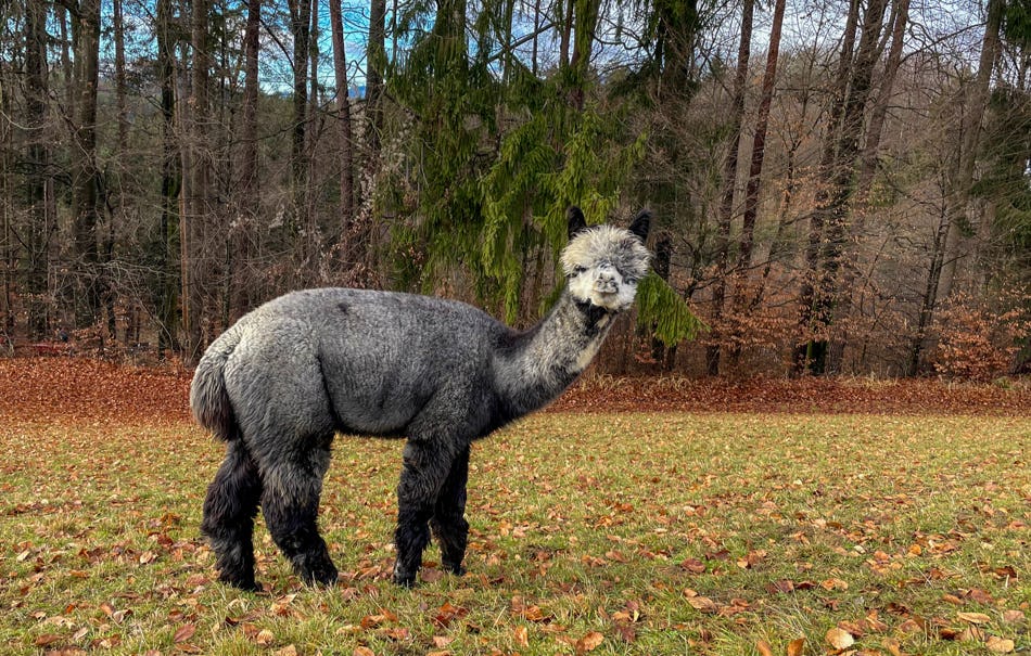 Alpaka Wanderung für 2 Tragöß