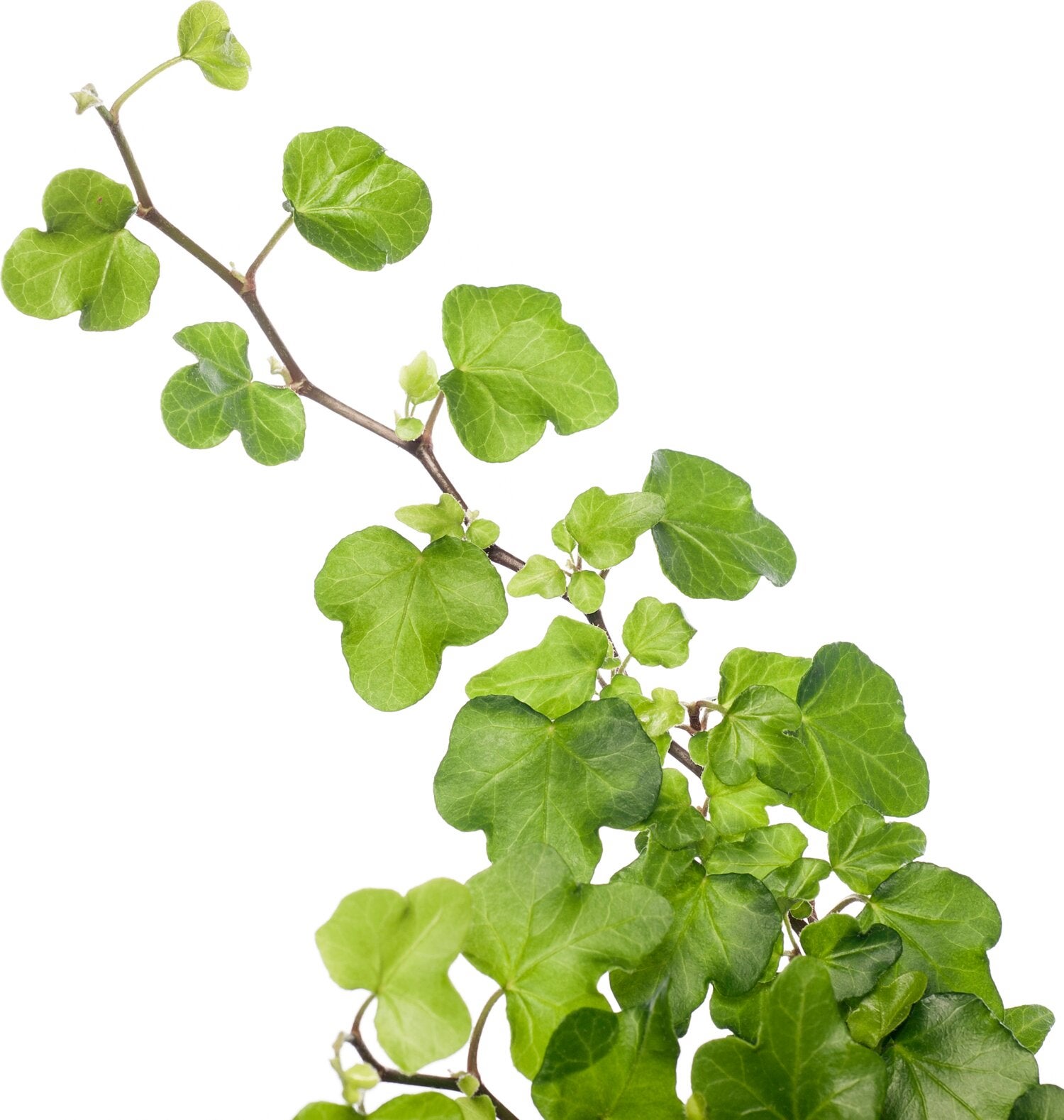 Klimop (Hedera helix 'Wonder') D 13 H 25 cm
