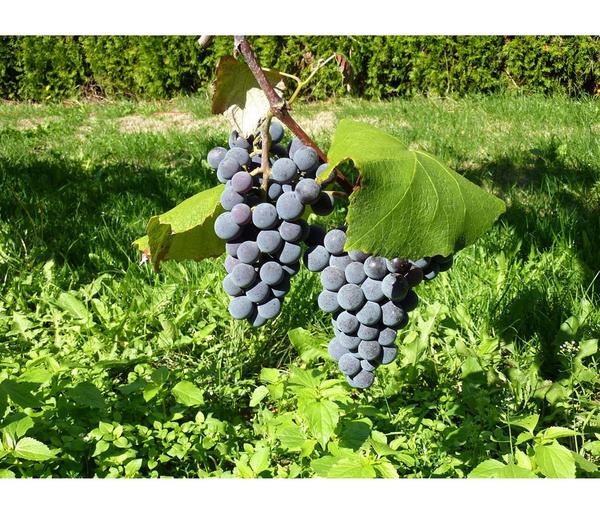 Dehner Gourmet Garten Tafeltraube 'Muscat