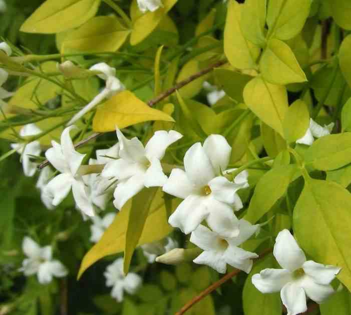 Jasminum officinale taille pot de 9 litres -140/160 cm