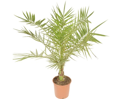Phoenix palm FloraSelf Phoenix canariensis H 100-125 cm Ø 20 cm pot