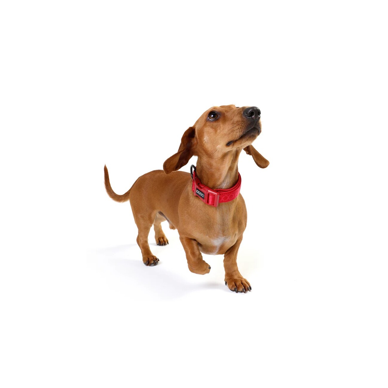 DOOG Neosport Dog Collar RED XS