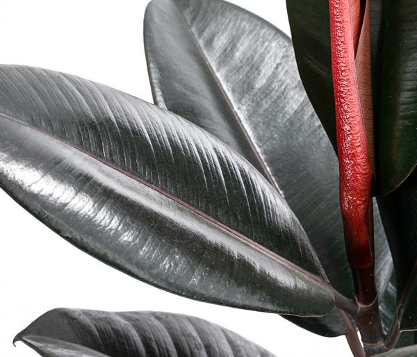 Gummibaum - Ficus elastica 'Abidjan'