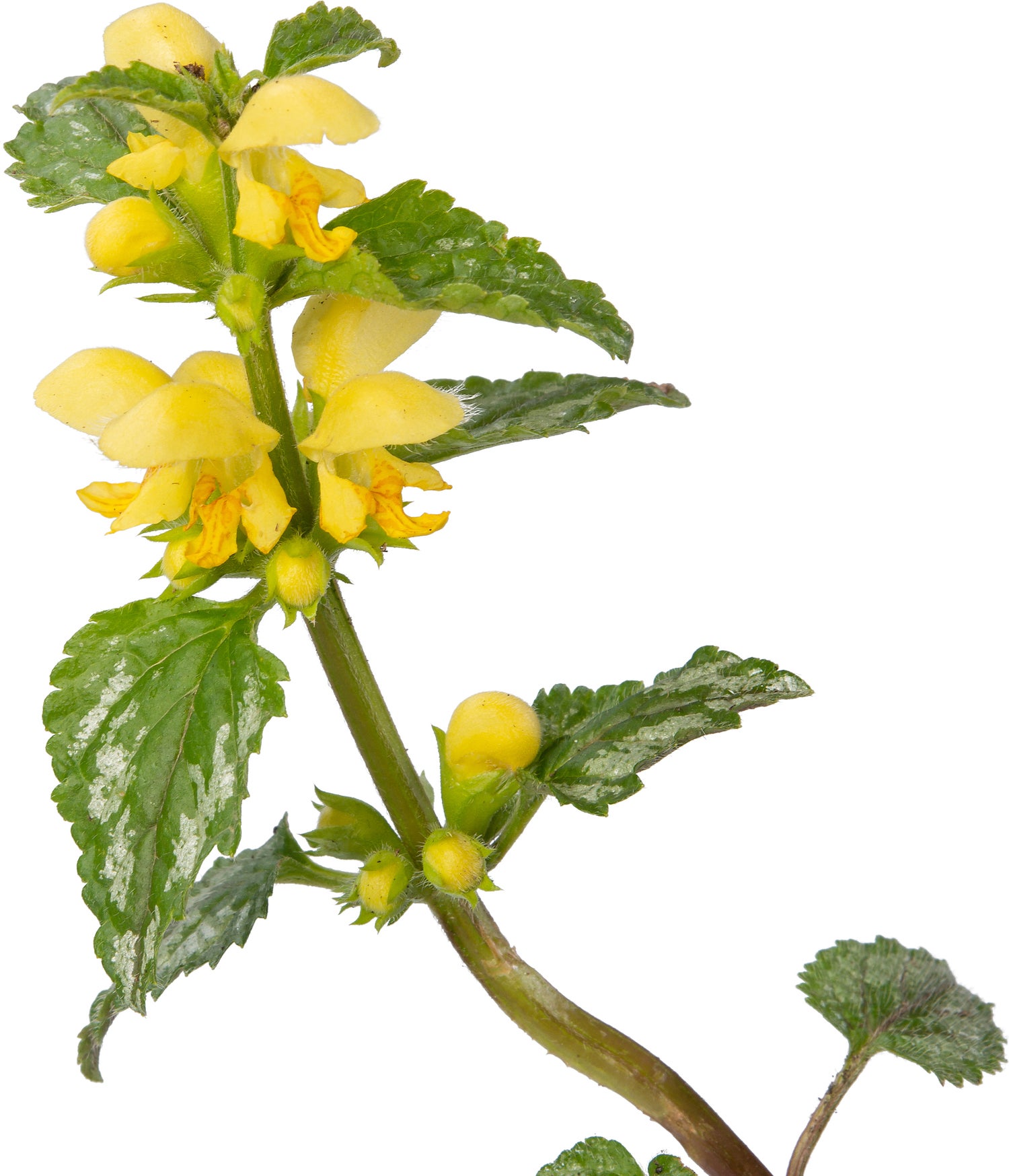 Gele dovenetel (Lamiastrum galeobdolon 'Florentinum') D 9 H 10 cm